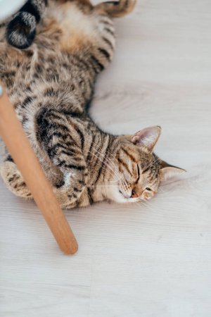 Téléchargez les photos : Chat domestique dans l'oestrus se trouve sur le sol sur son dos et miaule. - en image libre de droit