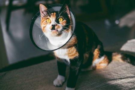 Photo for A calico cat with a protective cone collar indoors. Dark photo. - Royalty Free Image