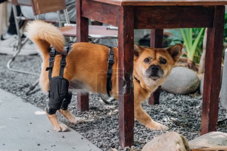 Mixed-breed small dog in a supportive walking harness enjoys the atmosphere of a bustling cafe, symbolizing inclusivity and a pet-friendly environment.