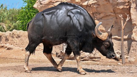 Vue d'un bison gaur au zoo Terra Natura en Espagne