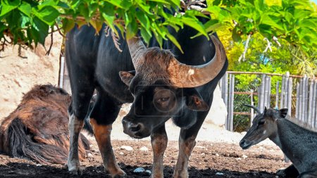 Vista de un bisonte gaur en el zoológico de Terra Natura en España. Un nilgai en el fondo