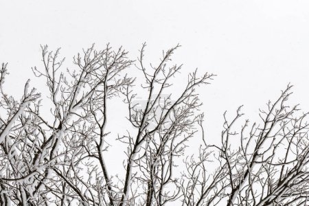 Téléchargez les photos : Branches d'arbres avec neige contre le ciel en saison hivernale - en image libre de droit