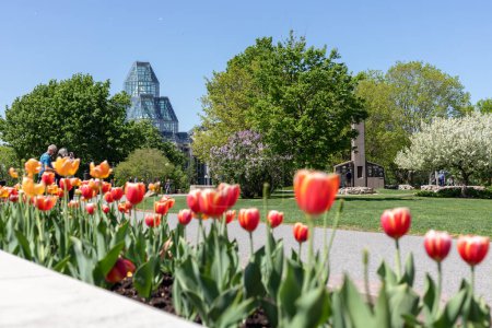 Foto de Ottawa, Canada - May 18, 2022: Major's Hill Park in Ottawa with National Gallery of Canada. Tulips in city park in downtown. - Imagen libre de derechos