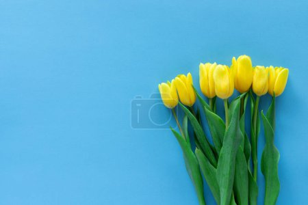 Flowers on colored background. Yellow tulips on blue background with copy space. Holiday concept. Top view.