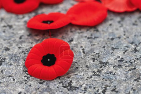 Photo for Remembrance Day poppy flower pins close-up - Royalty Free Image
