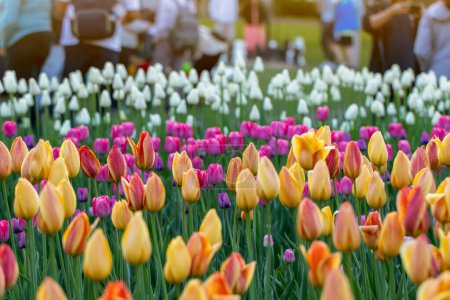 Foto de Tulip festival in Ottawa, Canada. Spring flowers in park with walking people - Imagen libre de derechos