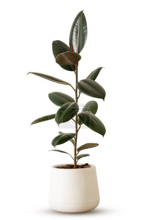 Indoor plant ficus rubber tree in white plastic pot isolated on white background clipping path. India rubber fig green leaves air purifier plant indoor minimal design. Ficus elastica black prince black knight.