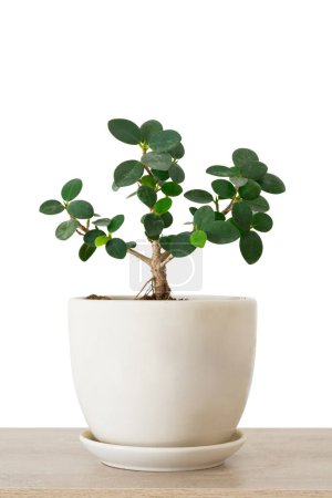 Ficus Microcarpa Green Island, Banyan tree (Moraceae) ou ficus annulata petite plante feuille verte cultivée dans des pots en céramique isolés sur fond blanc. Plantes ornementales. Arbre chanceux.