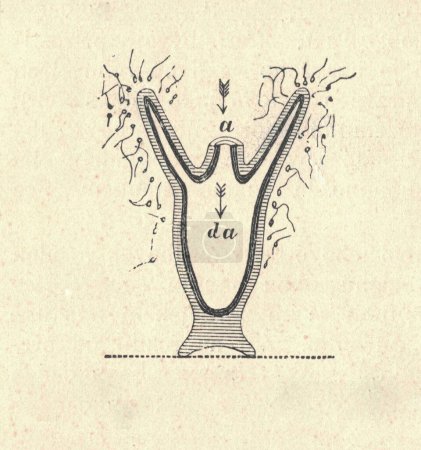 Antique engraved illustration of the hydra. Vintage illustration of the hydra. Old engraved picture. Longitudinal cross section of the hydra.  Book illustration published 1907. Hydra has a tubular, radially symmetric body up to 10 mm (0.39 in) long w