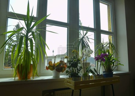 Foto de Diferentes plantas en maceta verde en el alféizar de la ventana en casa. Las flores cuidan y la naturaleza muerta. Orquídeas y otras plantas de interior. Plantas de casa en la caja de madera. Decoración sala de estar estilo interior. - Imagen libre de derechos