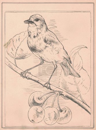 Photo for Black and white antique illustration shows a blackbird on a cherry twig. Vintage drawing shows the blackbird on a small branch. Old picture from fairy tale book. Storybook illustration published 1910. A fairy tale, fairytale, wonder tale, magic tale, - Royalty Free Image