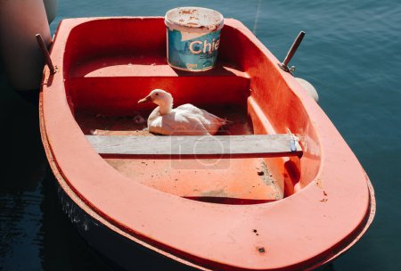 Photo for Corfu, Greece 2022.10.04. A red boat with a white goose sleeping in the warm summer sun. - Royalty Free Image