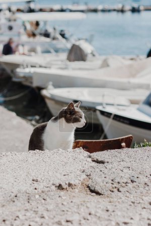 Photo for Gray cat with a white collar sits on the concrete by the boat dock in the warm summer sun. - Royalty Free Image