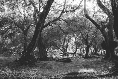 Korfu, Griechenland. Ein Wald aus Bäumen, der einem verlassenen Dschungel ähnelt, mit toten Bäumen, durch die der Sommer scheint