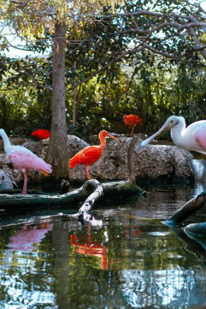 Téléchargez les photos : Pélicans roses et blancs debout sur des troncs d'arbres morts dans l'eau dans le parc d'attraction touristique avec des arbres verts et ciel bleu - en image libre de droit