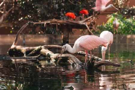 Téléchargez les photos : Pélicans roses et blancs debout sur un tronc d'arbre mort avec des têtes courbées eau potable d'un étang dans un jardin zoologique avec des arbres verts - en image libre de droit