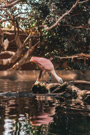 Photo for Pink and white pelicans standing on a dead tree trunk with bowed heads drinking water from a pond in a zoo garden with green trees - Royalty Free Image