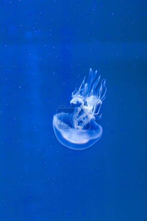 Photo for White Jellyfish dansing in the dark blue ocean water. - Royalty Free Image