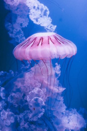White Jellyfish dansing in the dark blue ocean water.