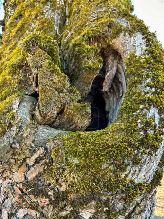 Photo for Close-up of a hollow hollow of a broken tree branch overgrown with fresh green moss under a blue sky.Close-up of a hollow hollow of a broken tree branch overgrown with fresh green moss under a blue sky. - Royalty Free Image
