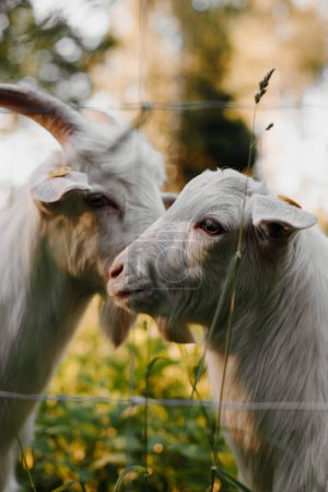Photo for Eid -ul adha goat sheep qurbani animal White goats in a meadow of a goat farm. White goats in summer vibes - Royalty Free Image