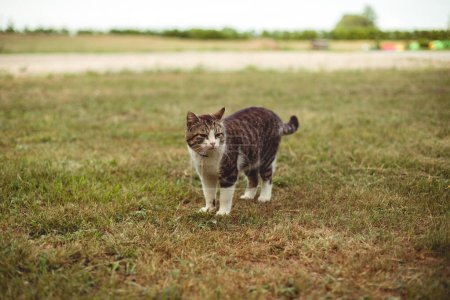 Photo for Brown cat with a white neck and paws is standing on green grass on a warm summer day. - Royalty Free Image