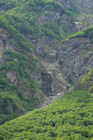 Vue sur la nature des montagnes du fjord norvégien avec des rochers sur lesquels poussent des arbres verts.