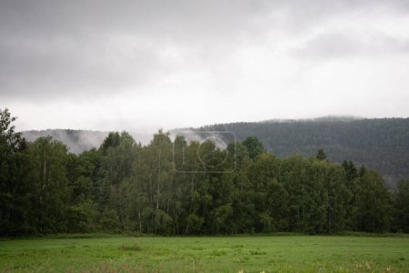 Paysage de fjord de montagne norvégien envahi par des conifères verts, au premier plan une prairie avec herbe verte fraîchement coupée et des arbres.