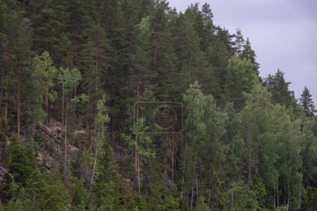 Nahaufnahme grüner Nadelbäume, die in den Bergen Norwegens wachsen.