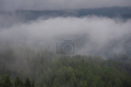Primer plano de las coníferas verdes en las montañas noruegas en un día de niebla blanca.