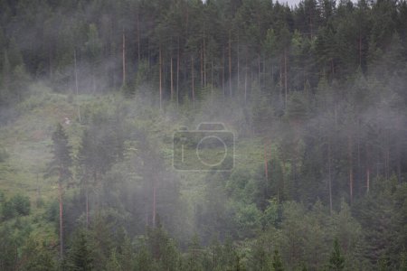 Green conifer forest in Norwegian mountains in white fog.