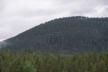 Grüne Nadelbäume an einem nebligen Tag in den Bergen Norwegens.