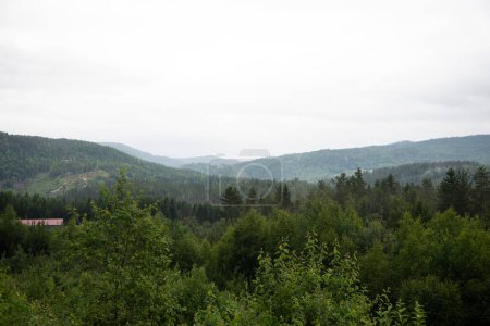 Landscape with green trees in Norwegian mountains on a foggy day.