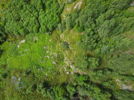 Drohnenfoto. Blick von oben auf die grünen Bäume der norwegischen Berge.