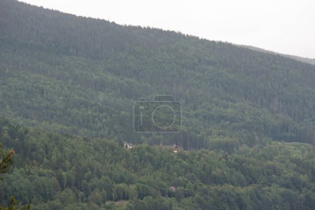 Téléchargez les photos : Montagnes norvégiennes avec des conifères verts parmi lesquels des maisons privées sont construites par une chaude journée d'été. - en image libre de droit