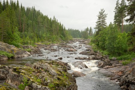 Schöne Landschaft mit norwegischem felsigem Gebirgsfluss mit Stromschnellen, wo das Wasser weißen Schaum bildet. Wasserfall im Fluss. Grüne Nadelbäume am Ufer des Flusses. Regennasser Sommertag.