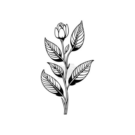 Aconite Icon hand draw black plant logo vector element and symbol