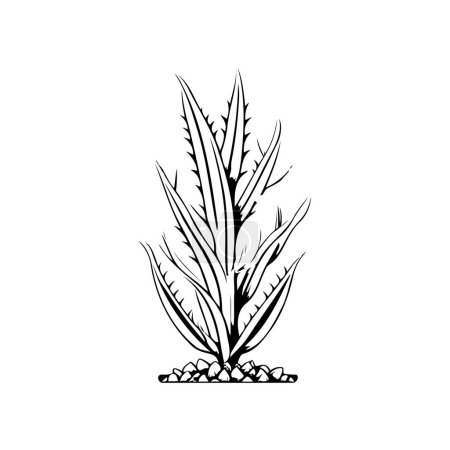 Illustration for Aloe Icon hand draw black colour plants logo vector element and symbol - Royalty Free Image