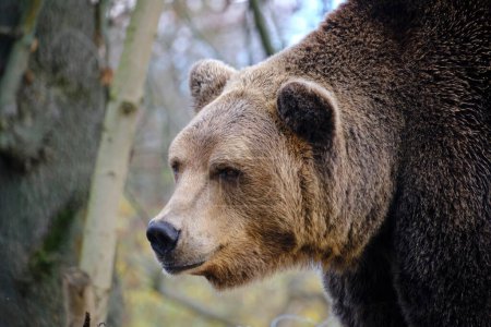 Museau grizzli sauvage gros plan