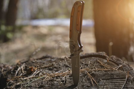 Téléchargez les photos : Couteau pliant pour la survie est coincé dans un tronc d'arbre scié sur fond de pinède ensoleillé - en image libre de droit