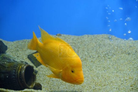 Photo for Yellow beautiful aquarium fish cichlasoma citron, lemon cichlasoma - Royalty Free Image
