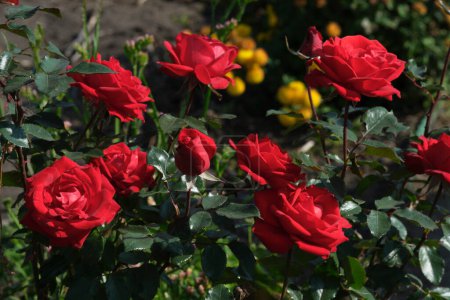 Macizo de flores con rosas rojas día soleado brillante