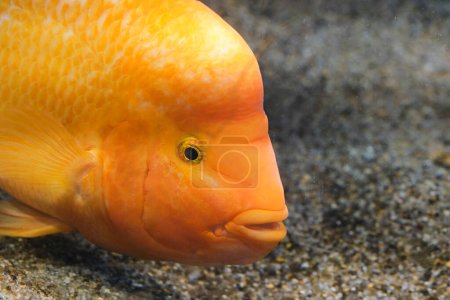 Photo for Yellow citron cichlid in aquarium against background sea sand - Royalty Free Image