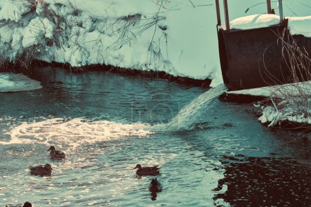 Flüssiger Abfall wird in den Fluss geleitet, wo Enten schwimmen. Umweltverschmutzung
