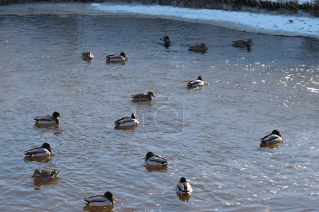 Flock of wild ducks swims in a pond