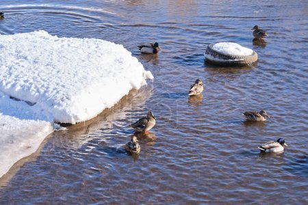 Enten schwimmen im Winter in einem verschmutzten Fluss zwischen schwimmenden Trümmern. Umweltverschmutzung