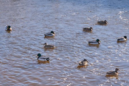Photo for Flock of wild ducks swims in a pond - Royalty Free Image