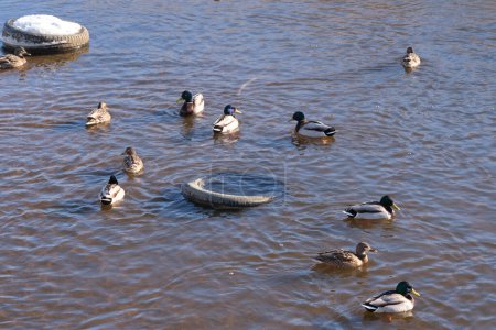 Enten schwimmen im Winter in einem verschmutzten Fluss zwischen schwimmenden Trümmern. Umweltverschmutzung