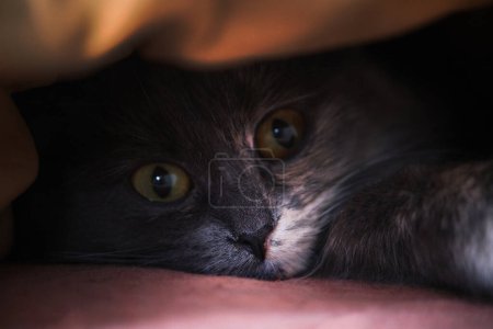 Chat muselière grise jette un coup d'oeil sous la couverture
