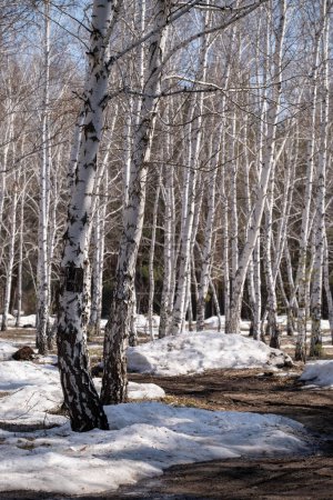 Birch forest in early spring. Early spring forest. the first warm days